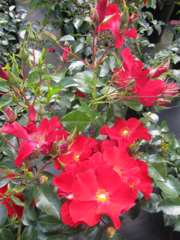 Rose Alexander von Humboldt 1